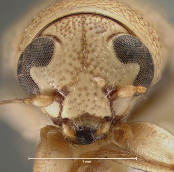 Media type: image; Entomology 8658   Aspect: head frontal view